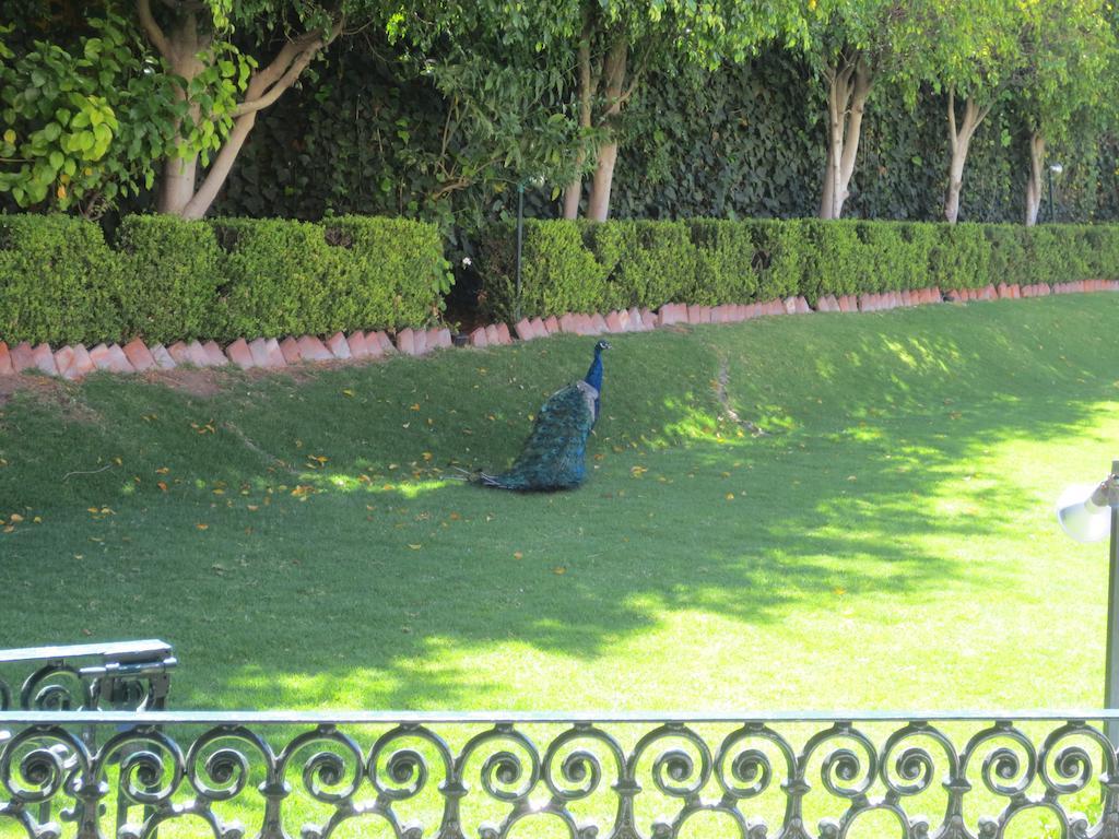 Gran Hotel Hacienda De La Noria Aguascalientes Eksteriør billede Peacock at the residence